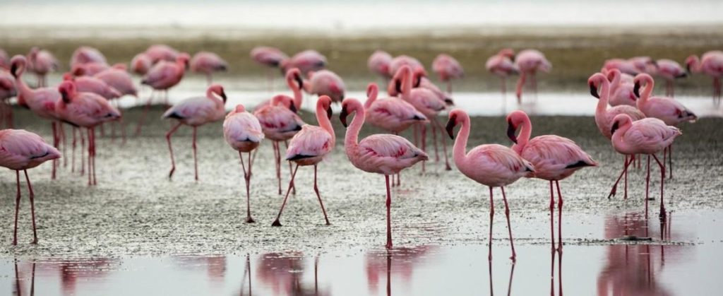 Croisière de luxe en Namibie, Afrique