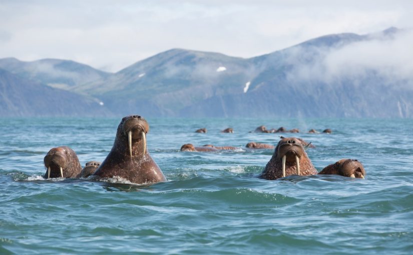 Les Meilleures Destinations de Croisière pour les Amoureux de la Nature !