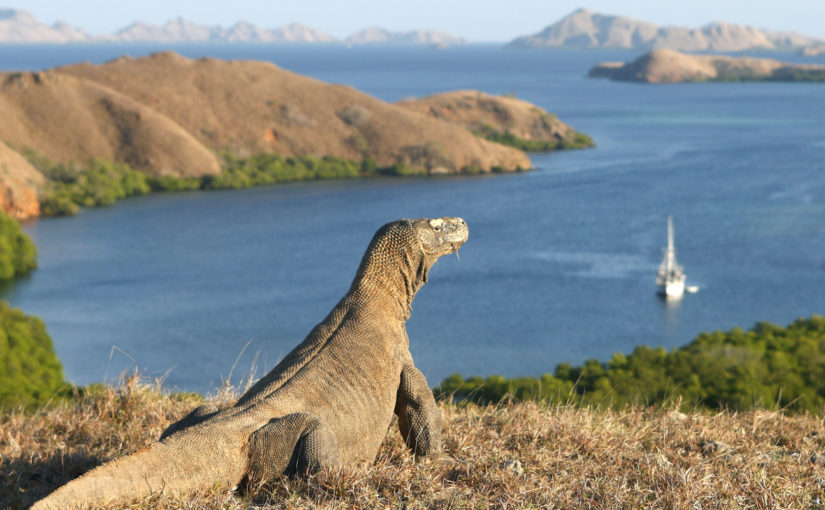 Embarquement immédiat pour l’île de Komodo en Indonésie !