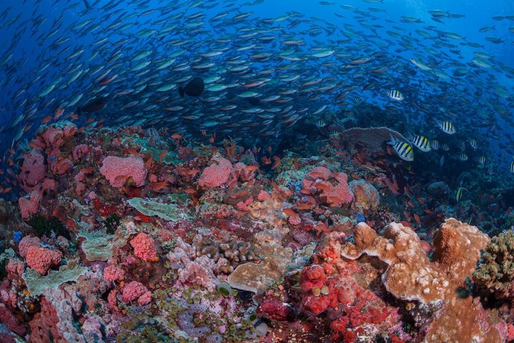 Monde sous-marin de l'île de Komodo