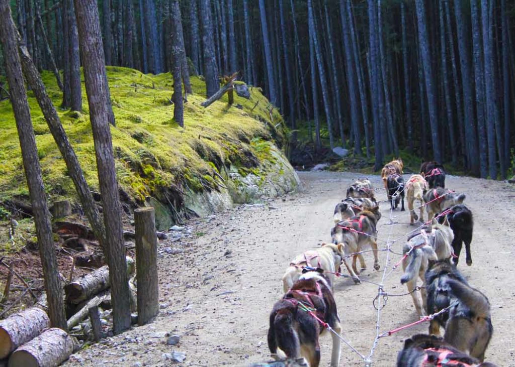 Croisière en Alaska - excursion chiens de traineau