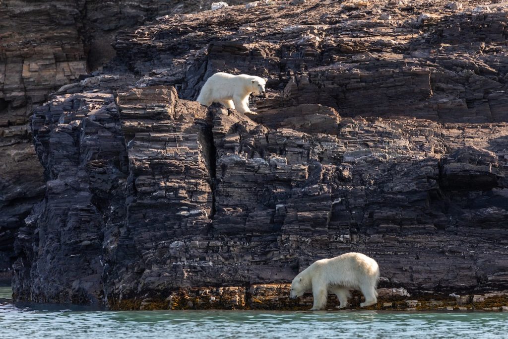 Ours blancs durant une croisière Silversea en Arctique 