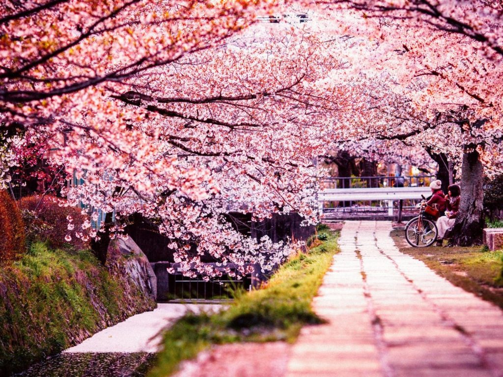 Croisières au Japon durant le printemps 