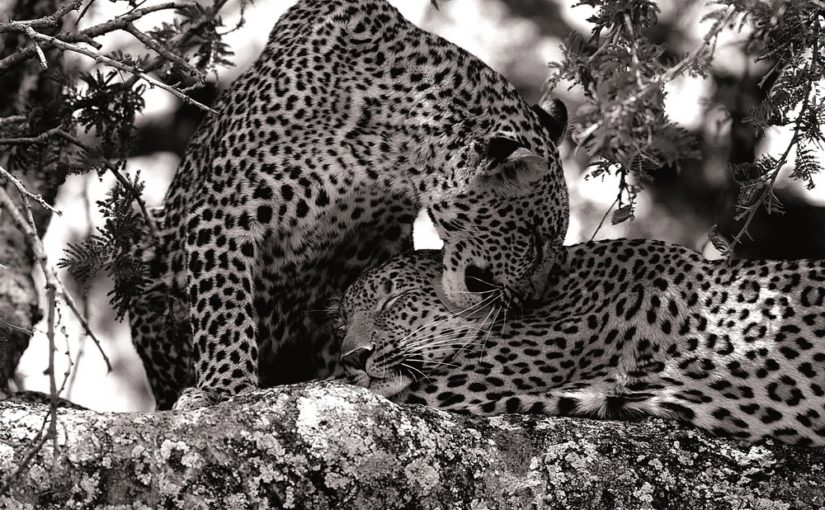 Safari de Luxe en Tanzanie