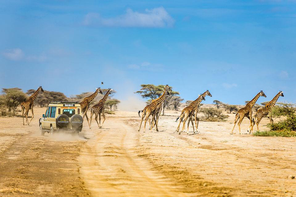 rencontrer les girafes lors du safari
