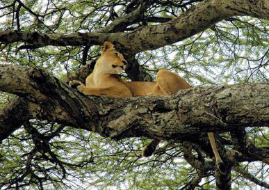 lion et lionne dans les arbres