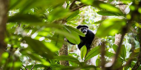 animaux en safari