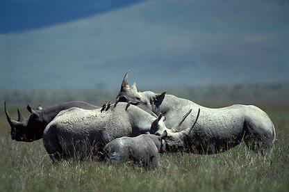 rhinocéros en afrique