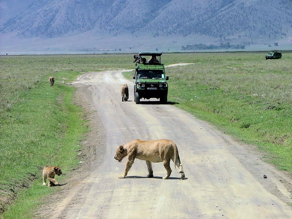lionne et lionceau en safari