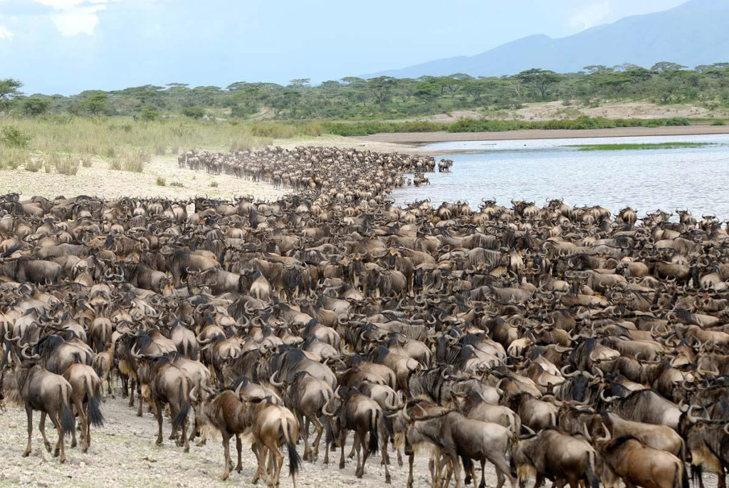 La faune lors d'un safari après une croisière de luxe