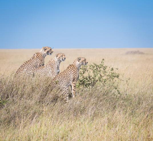 guépards en safari