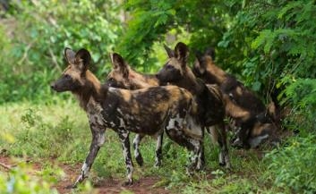 hyenes en safari