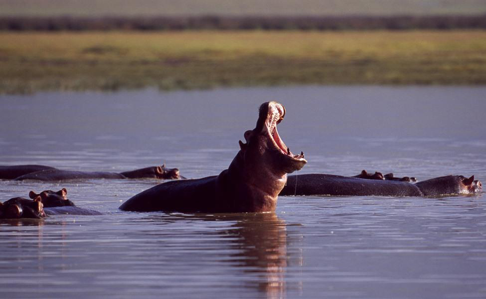 hippopotames en safari