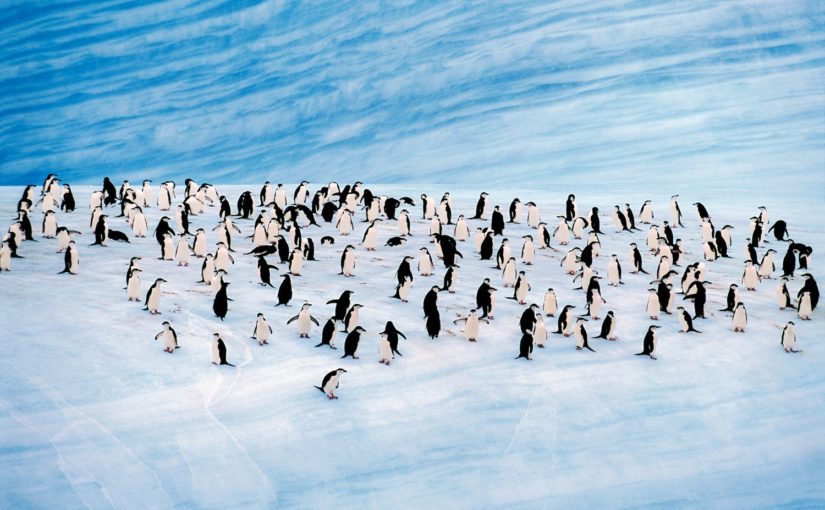 Croisière de luxe antarctique Silversea