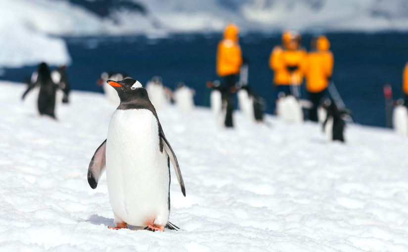 Nouvelles Croisières Francophones Antarctique 24/25 Quark Expeditions