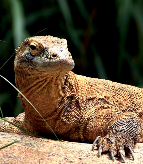 Odyssée tropicale entre nord-est Australien et Indonésie avec PONANT