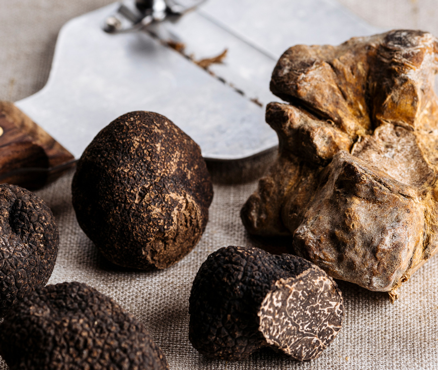 Explora Journeys Chasse aux truffes en Istrie