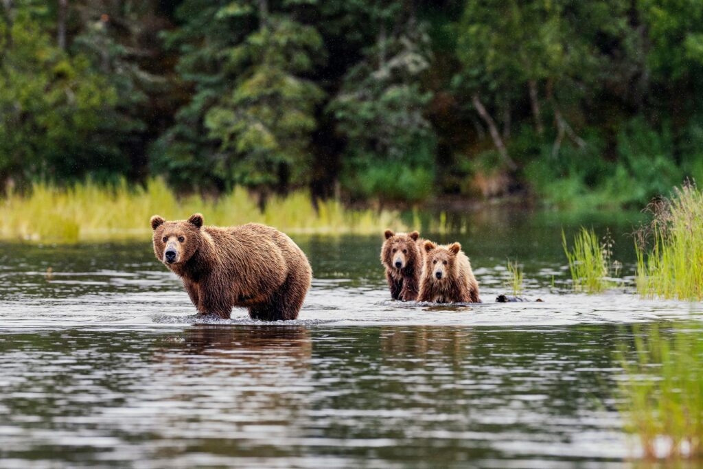 Croisières Silversea en Alaska programme culinaire SALT