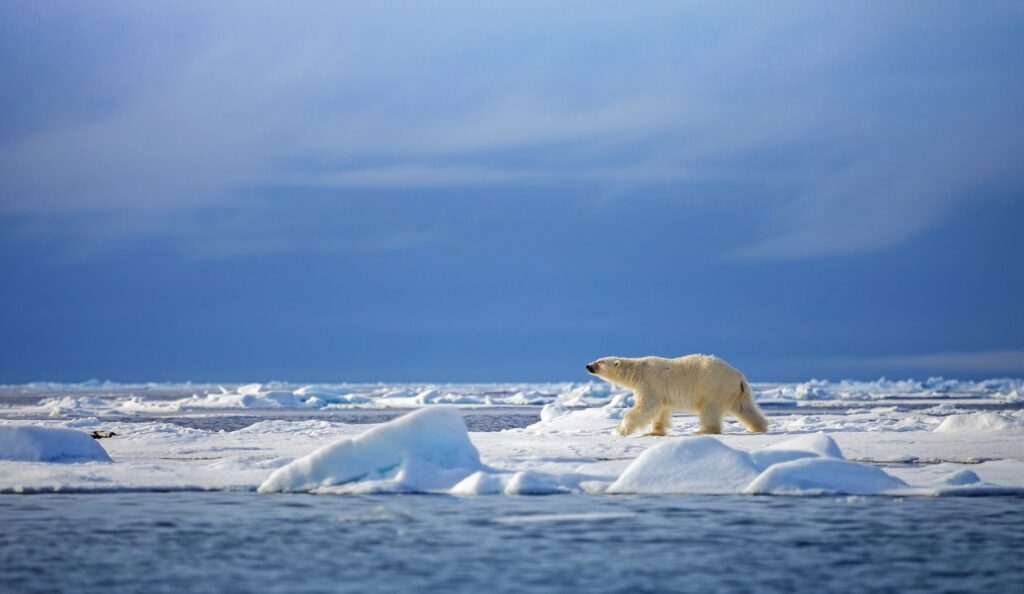 Croisière Expédition Scenic en Arctique