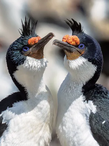 Croisière aux Malouines en croisière Seabourn