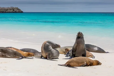 Galapagos