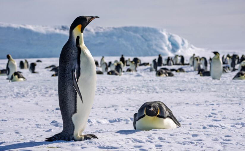 Manchots Empereurs en croisière Scenic