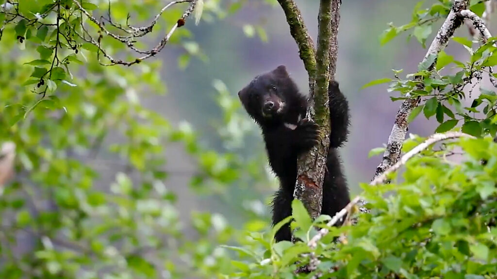 Croisières de luxe Seabourn en Alaska
