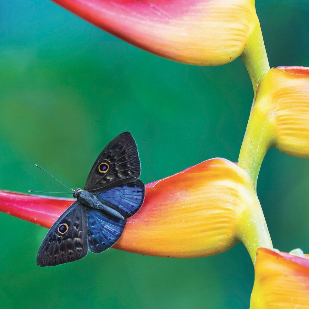 Amérique du Sud et Amazone en croisière de luxe Regent