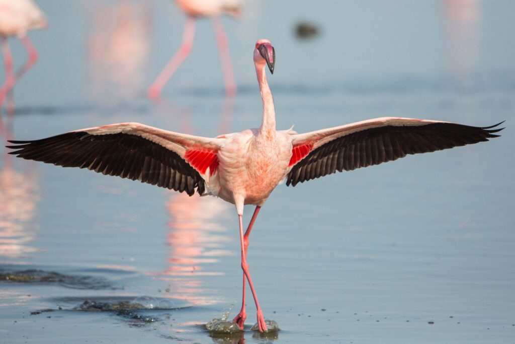 Admirez les flamants roses de Walvis Bay, en Namibie, et trinquez à l'essor du gin artisanal./Shutterstock