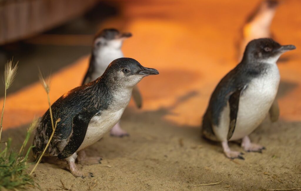 Silversea World Cruise 2029 WILDLIFE