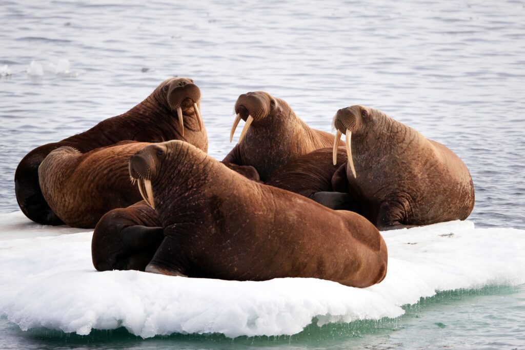 Voyage de luxe tout compris Silversea en Alaska et Arctique