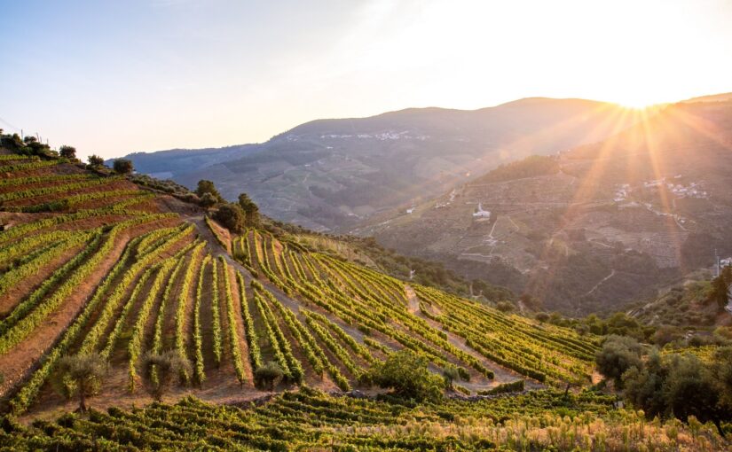 S.A.L.T. de Silversea : Festival des vendanges