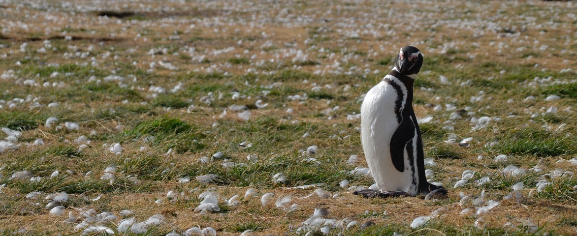 Croisière de luxe Quark Expeditions de Punta arenas à Débarquement et nuit à ushuaïa en février 2027