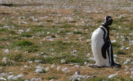 Croisière de luxe Quark Expeditions de Punta arenas à Retour à la maison en mars 2026