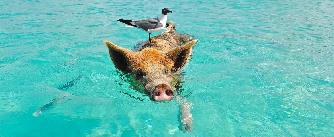 Staniel Cay Bahamas